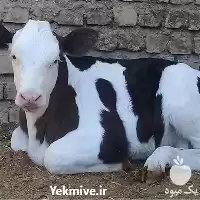 فروش گوساله شیرخوار ماده در قم در گروه گاو و گوسفند و میش و بز کهره گوساله در یکمیوه
