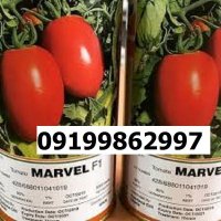 بذر گوجه فرنگی مارول اصل در گروه خرید و فروش بذر گوجه در یکمیوه