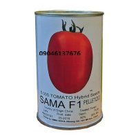 بذر گوجه فرنگی سما در گروه خرید و فروش بذر گوجه در یکمیوه