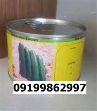 بذر خیار سوپرینا اصل در گروه خرید و فروش بذر خیار در یکمیوه