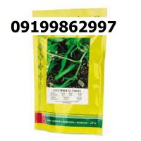 بذر خیار گلوریا اصل در اصفهان در گروه خرید و فروش بذر خیار در یکمیوه