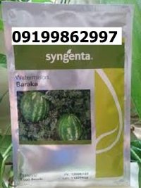 بذر هندوانه باراکا اصل در اصفهان در گروه خرید و فروش بذر هندوانه در یکمیوه