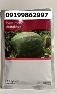 بذر هندوانه استاراخان در اصفهان در گروه خرید و فروش بذر هندوانه در یکمیوه