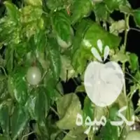 قیمت خرید میوه استوایی پشن فروت در محمودآباد در گروه خرید و فروش میوه استوایی در یکمیوه