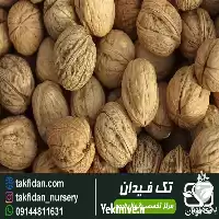 قیمت خرید نهال گردو پوست کاغذی در گروه خرید و فروش نهال گردو در یکمیوه