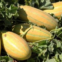 بذر خربزه مشهدی در خراسان رضوی در گروه خرید و فروش بذر خربزه در یکمیوه