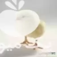 فروش جوجه مرغ تخمگذار در گروه مرغ و خروس و بوقلمون و اردک قو قاز در یکمیوه