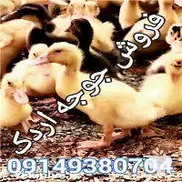 فروش جوجه اردک در ارومیه در گروه مرغ و خروس و بوقلمون و اردک قو قاز در یکمیوه