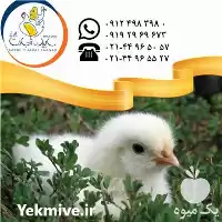 فروش جوجه یکروزه مرغ گوشتی در گروه مرغ و خروس و بوقلمون و اردک قو قاز در یکمیوه