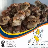فروش جوجه بلدرچین در تهران در گروه مرغ و خروس و بوقلمون و اردک قو قاز در یکمیوه