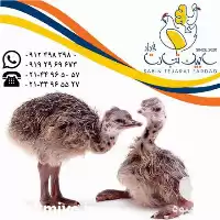 فروش جوجه شتر مرغ گردن قرمز در تهران در گروه مرغ و خروس و بوقلمون و اردک قو قاز در یکمیوه