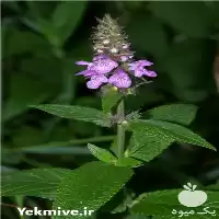 اسانس طبیعی صددر صد 100 % گیاهی در مشهد در گروه انواع آبمیوه ها و آبگیری ها در یکمیوه