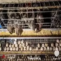 آموزش پرورش مرغ بلدرچین با اعطای در تهران در گروه دوره آموزش کشاورزی در یکمیوه