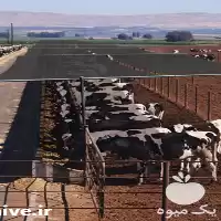 خرید تولید توری سایبان دام 8211 ; در مازندران در گروه خرید و فروش توری گلخانه در یکمیوه