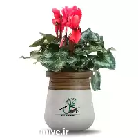 خرید گیاه لامن انواع گیاهان زینتی در ارومیه در گروه خرید و فروش نهالستان در یکمیوه