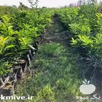 قیمت خرید نارنگی پیج