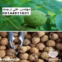 قیمت خرید گردو پوست کاغذی در خراسان رضوی در گروه خرید و فروش نهال گردو در یکمیوه