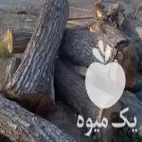قیمت خرید تنه درخت گردو چوب در شیراز در گروه خرید و فروش انواع چوب در یکمیوه