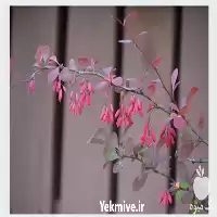 فروش نهال زرشک در خراسان رضوی در گروه خرید و فروش نهال زرشک در یکمیوه