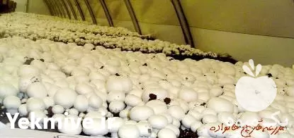 فروش کمپوست قارچ دکمه ای در ارومیه در گروه خرید و فروش کود کمپوست در یکمیوه -عکس1