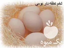 خرید تخم نطفه دار انواع پرندگان در گروه انواع تخم ها در یکمیوه -عکس1