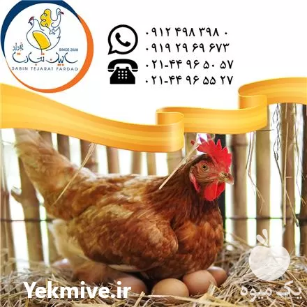 قیمت خرید نیمچه بومی تخم گذار در تهران در گروه تجهیزات مرغداری در یکمیوه -عکس1