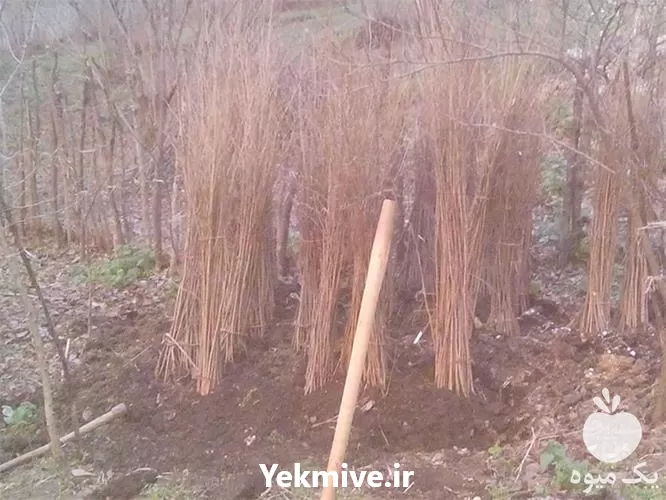 فروش نهال فندق با کیفیت عالی در اصفهان در گروه خرید و فروش نهال درخت در یکمیوه -عکس1