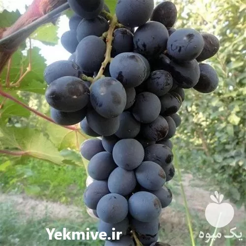 خرید نهال انگور شاهانی در آذربایجان غربی در گروه خرید و فروش نهال انگور در یکمیوه -عکس1
