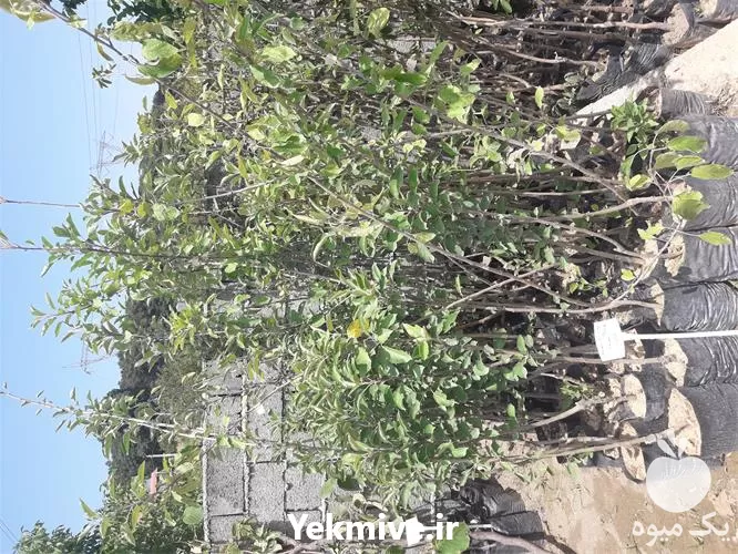 خرید عرضه قلم سیب واریته سرخ در گروه خرید و فروش نهال در یکمیوه -عکس1