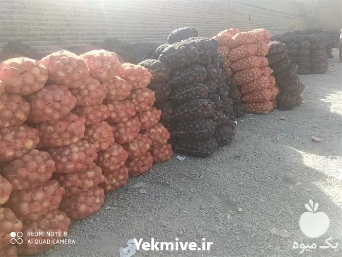 فروش ویژه بذر تره سبزی در آذربایجان شرقی در گروه خرید و فروش بذر سبزی در یکمیوه -عکس1