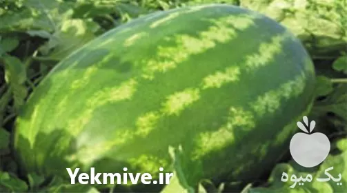 فروش بذر هندوانه آدنا در البرز در گروه خرید و فروش بذر هندوانه در یکمیوه -عکس1