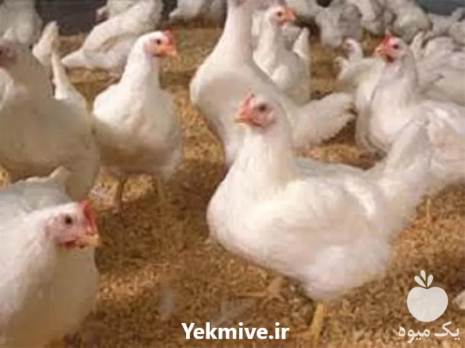 بهداشت و بیماری طیور آموزش خصوصی در گروه دوره آموزش کشاورزی در یکمیوه -عکس1