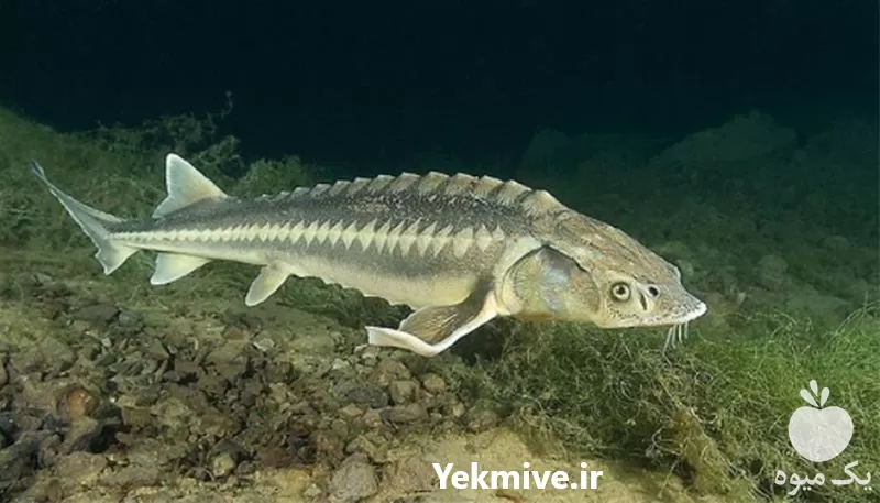 آموزشی پرورش ماهی خاویاری با گواهی در تهران در گروه دوره آموزش کشاورزی در یکمیوه -عکس1