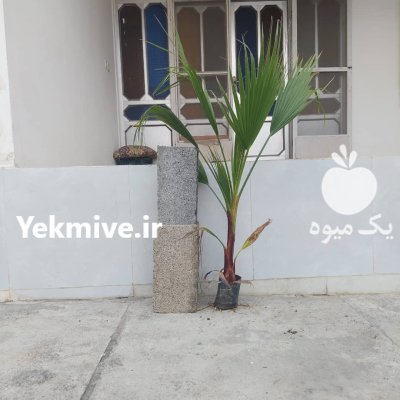 پالم نشایی نایلکسی در نوشهر در گروه خرید و فروش نشا در یکمیوه