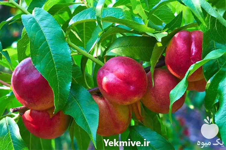 خرید نهال شلیل شبرنگ در اصفهان در گروه خرید و فروش نهال میوه در یکمیوه -عکس1