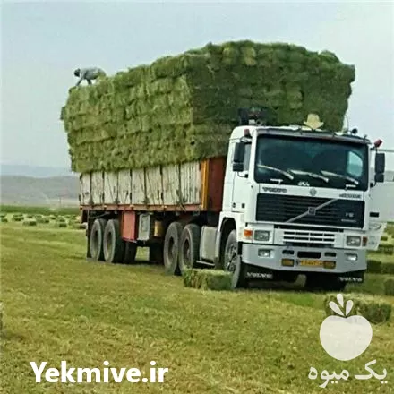 خرید یونجه مرغوب و کلش گندم در همدان در گروه خوراک دام و طیور در یکمیوه -عکس1