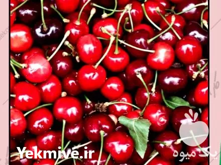 خرید عمده نهال آلبالو و گیلاس در شاهرود در گروه خرید و فروش نهال میوه در یکمیوه -عکس1