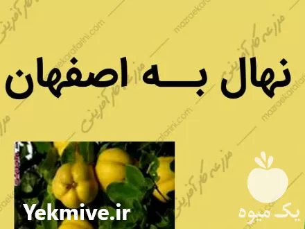 قیمت خرید نهال به اصفهان در گروه خرید و فروش نهال به در یکمیوه -عکس1