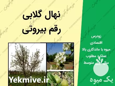 قیمت خرید نهال گلابی بیروتی در شاهرود در گروه خرید و فروش نهال گلابی در یکمیوه -عکس1