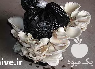 بذر قارچ خوراکی مواد اولیه تولید در ارومیه در گروه خرید و فروش بذر قارچ در یکمیوه -عکس1