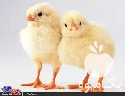 جوجه مرغ گوشتی در گروه مرغ و خروس و بوقلمون و اردک قو قاز در یکمیوه -عکس1