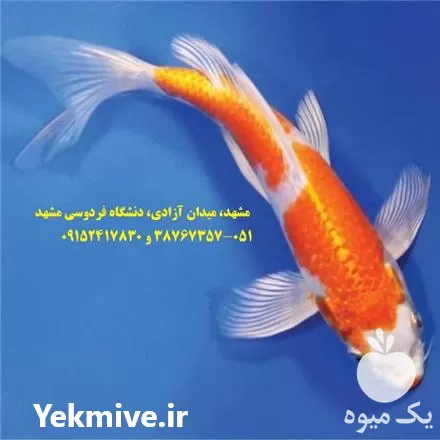 خرید ویژه انواع ماهی کوی صادراتی در مشهد در گروه خرید و فروش ماهی کوی در یکمیوه -عکس1