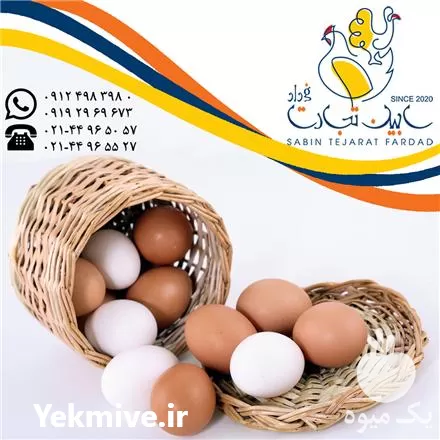 خرید صادرات تخم مرغ خوراکی سفید در تهران در گروه انواع تخم ها در یکمیوه -عکس1
