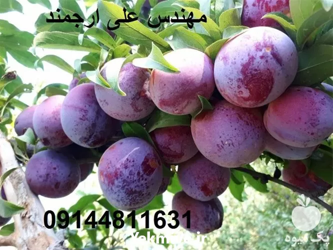 فروش قیمت نهال آلو اختری در گروه خرید و فروش نهال در یکمیوه -عکس1
