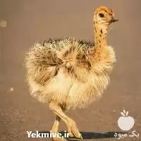 قیمت خرید شترمرغ در اصفهان در گروه مرغ و خروس و بوقلمون و اردک قو قاز در یکمیوه