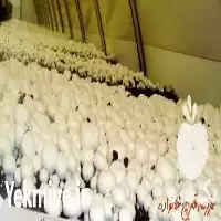 فروش کمپوست قارچ دکمه ای در ارومیه در گروه خرید و فروش کود کمپوست در یکمیوه