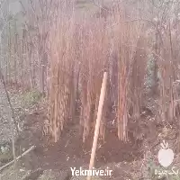 فروش نهال فندق با کیفیت عالی در اصفهان در گروه خرید و فروش نهال درخت در یکمیوه