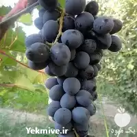 خرید نهال انگور شاهانی در آذربایجان غربی در گروه خرید و فروش نهال انگور در یکمیوه