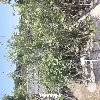 خرید عرضه قلم سیب واریته سرخ در گروه خرید و فروش نهال در یکمیوه