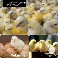 قیمت خرید قیمت جوجه گوشتی در خراسان جنوبی در گروه مرغ و خروس و بوقلمون و اردک قو قاز در یکمیوه